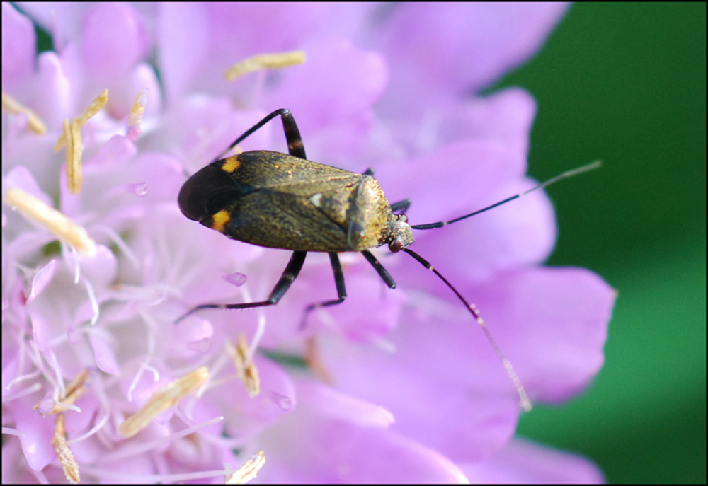 Miridae: Closterotomus cinctipes dell''Emilia (MO)